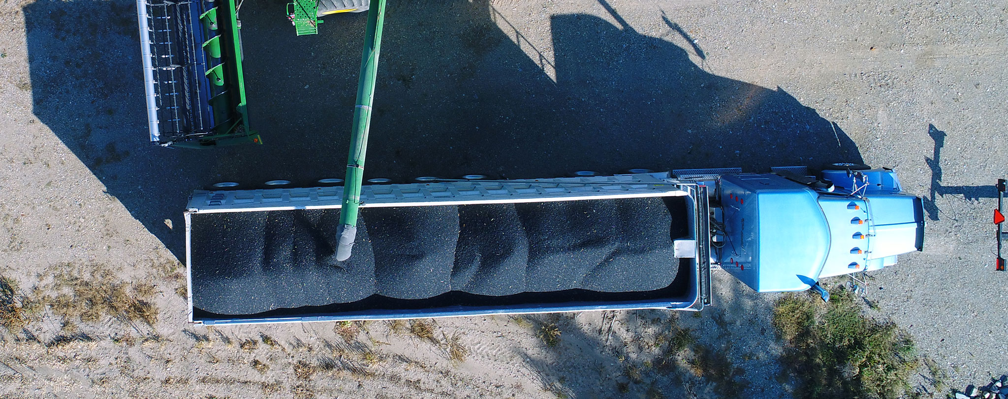 Black Bean Market for Seeds and Processing Alliance Valley Bean